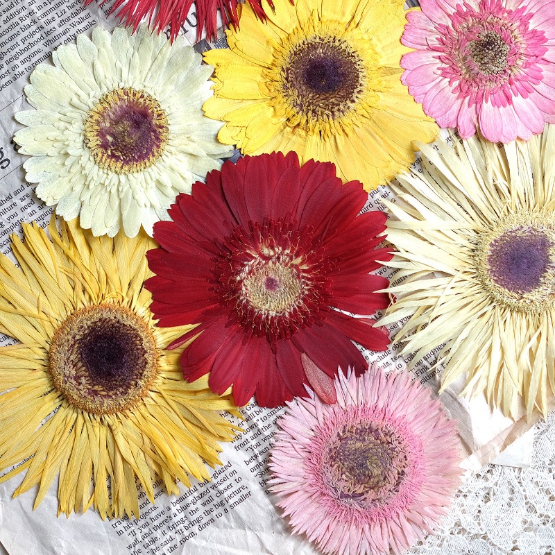 Resin Craft Ideas - 1 stks/7-9 cm, geperste Gerbera gedroogde