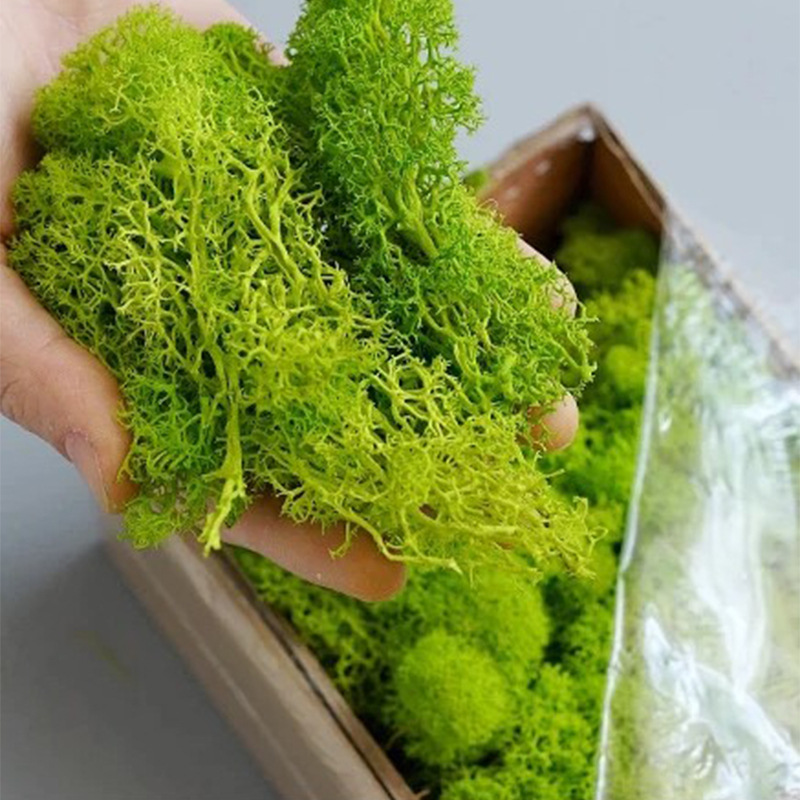 100/200/500g Eeuwig Leven Mos  - Terrarium Moss Art recensie en prijs