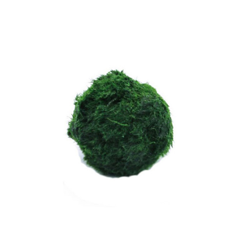 Marimo Mos Ballen Live Aquariu - Terrarium Moss Art recensie en prijs