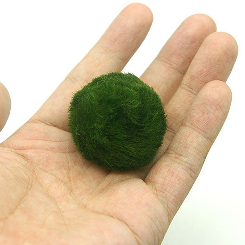 Marimo Mos Ballen Live Aquariu - Terrarium Moss Art recensie en prijs