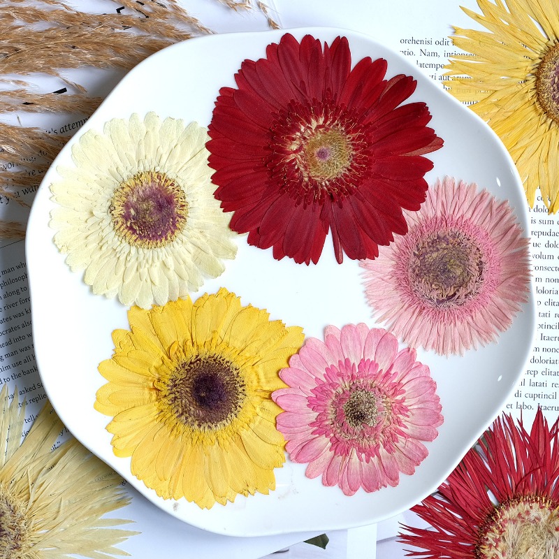 1 stks/7-9 cm, geperste Gerber - Resin Craft Ideas recensie en prijs