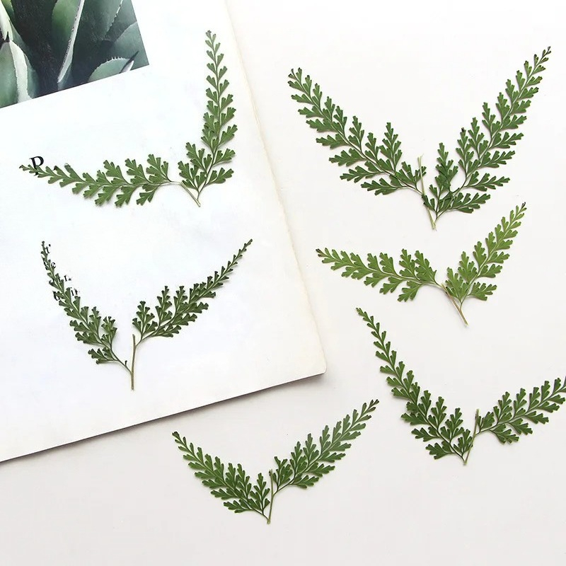 Natuur geperste varentakken, d - Dried Flower Bulk recensie en prijs