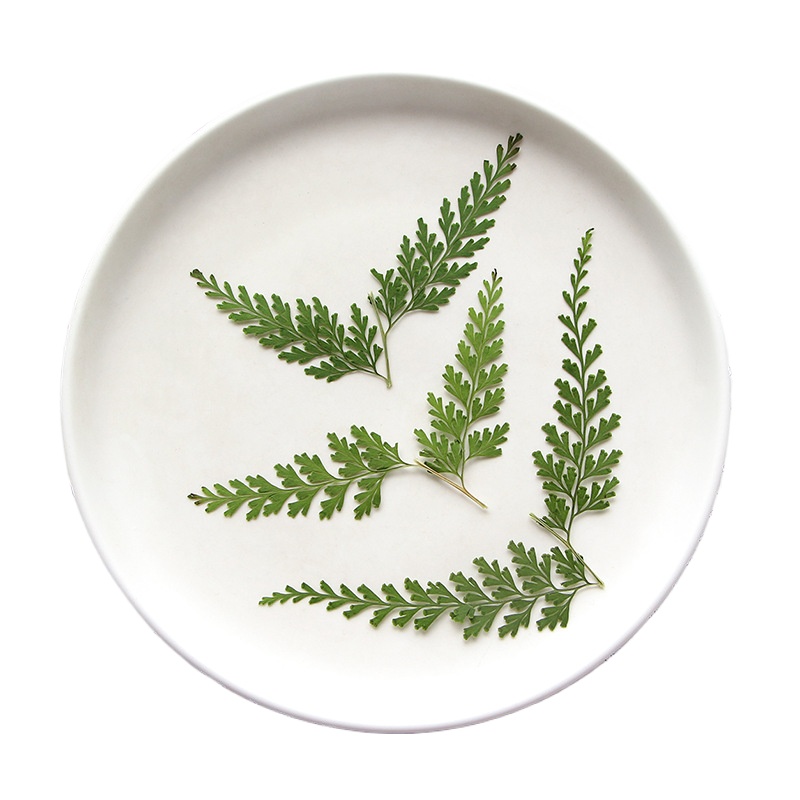 Natuur geperste varentakken, d - Dried Flower Bulk recensie en prijs