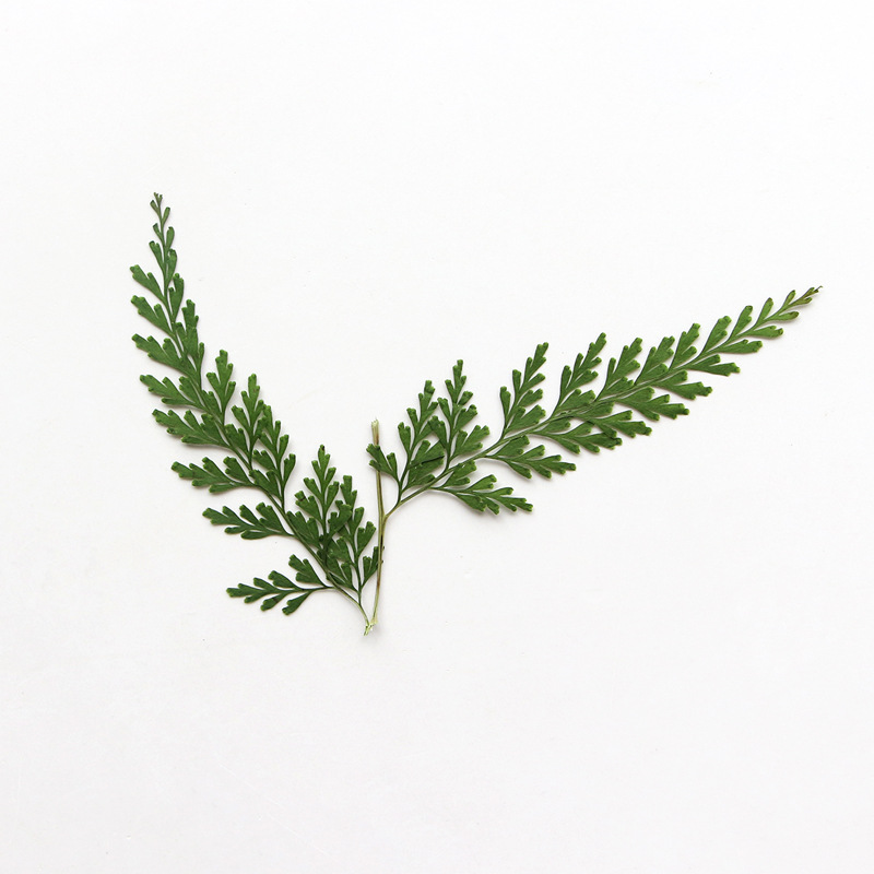 Natuur geperste varentakken, d - Dried Flower Bulk recensie en prijs