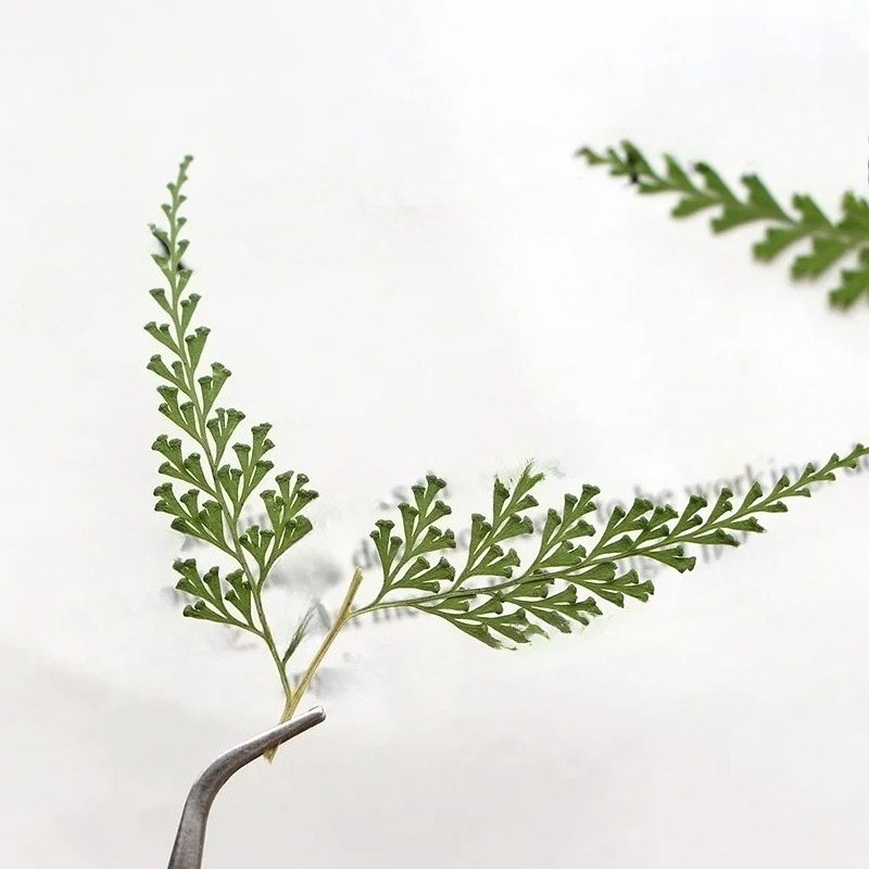 Natuur geperste varentakken, d - Dried Flower Bulk recensie en prijs